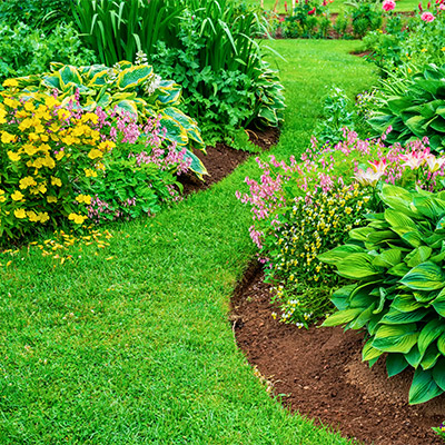 Planting and shrubs