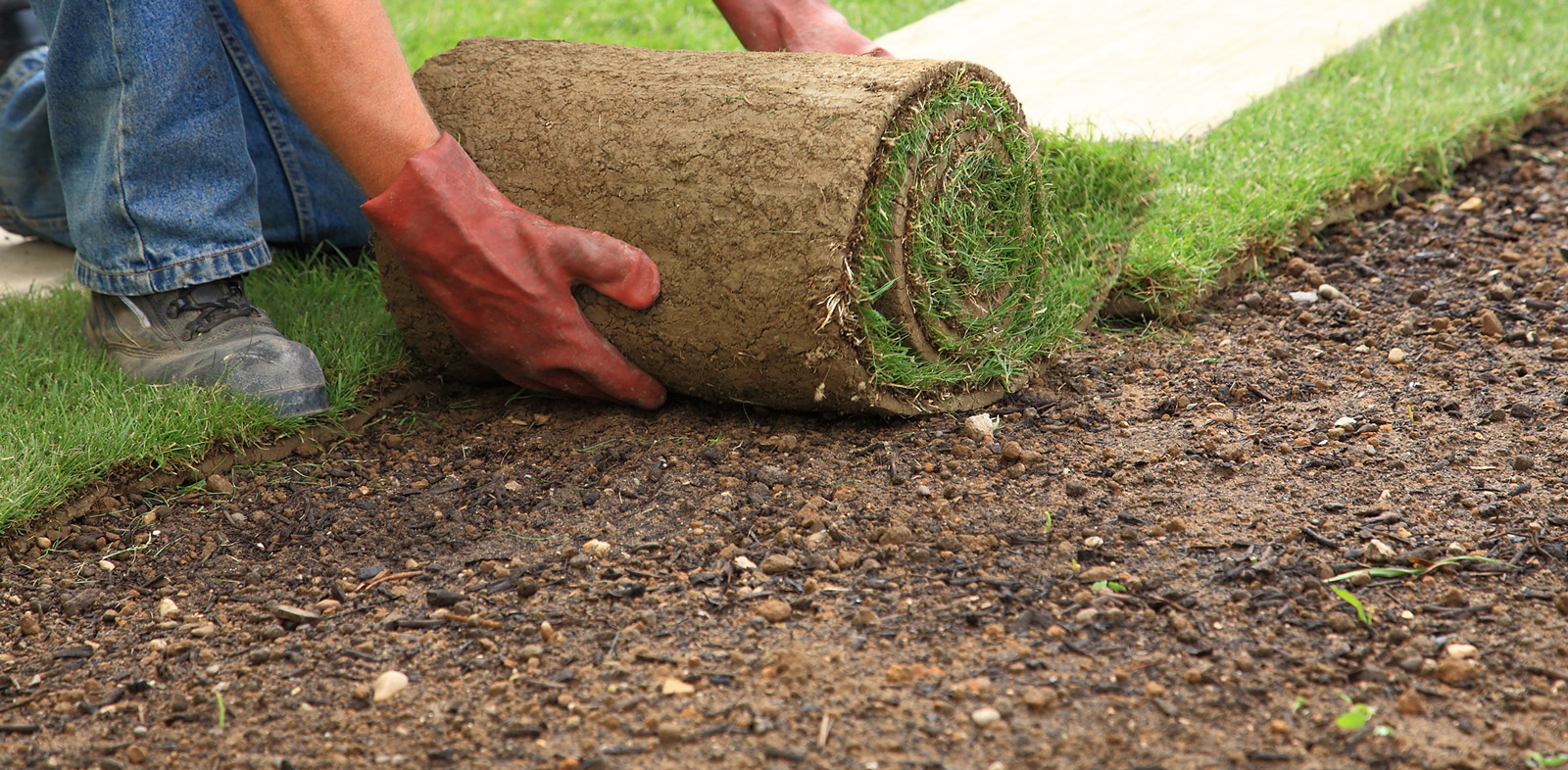 Rolled Sod