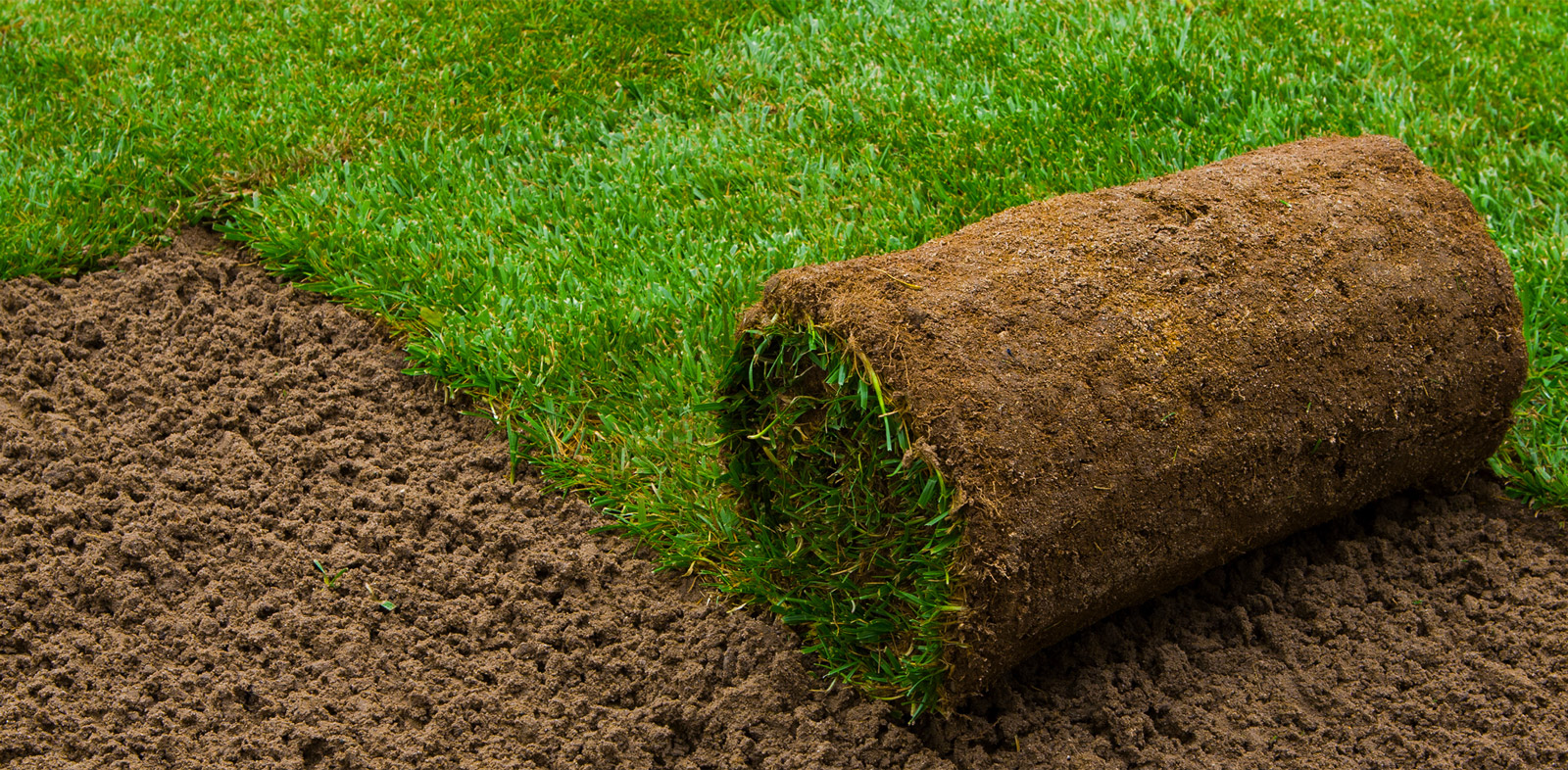 Rolled Sod