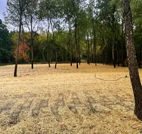 A large lot intermingled with trees, with all debris removed and fresh grass seed laid down.