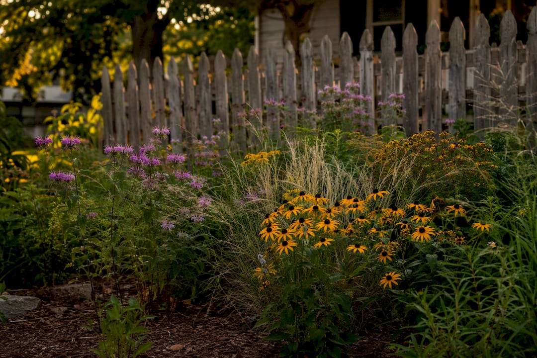 Native Midwestern plants in garden bed