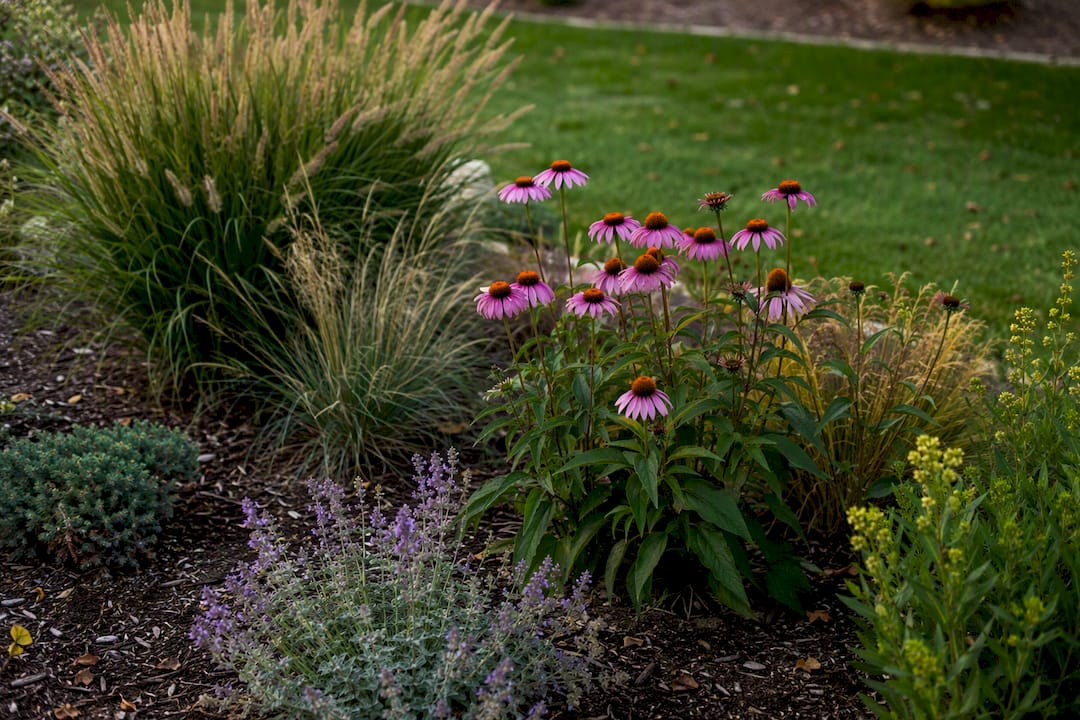 Native drought-tolerant plants in garden bed