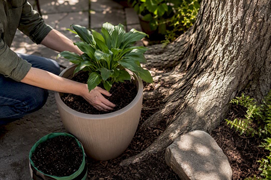 Shade plant container beside tree roots