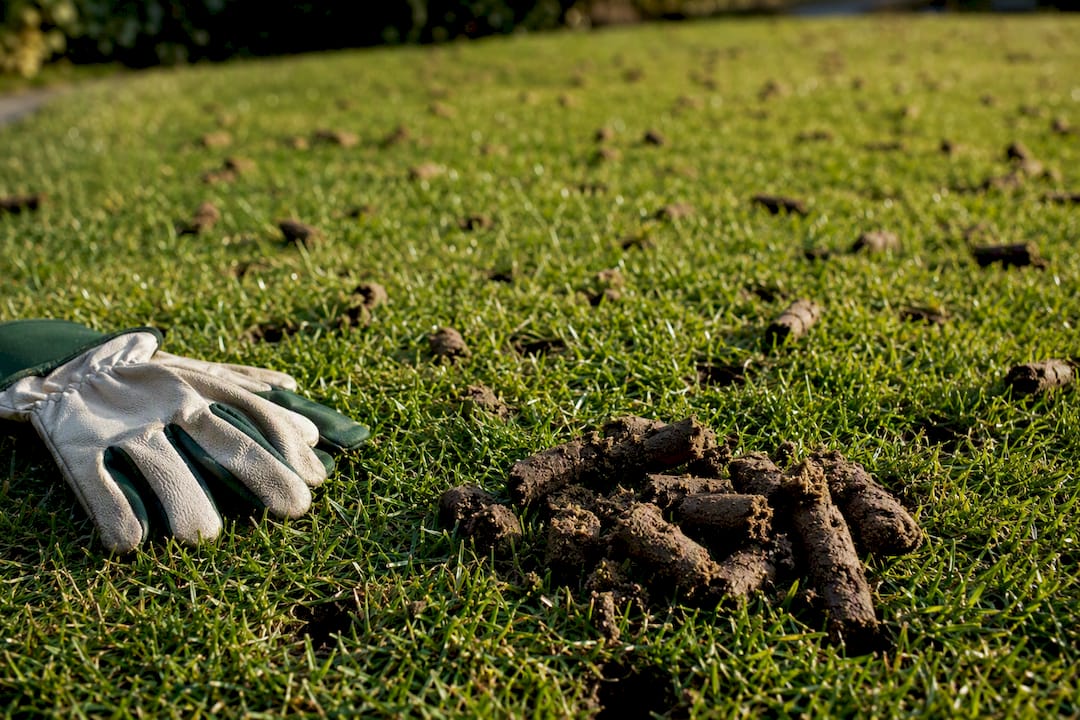 Soil plugs visible after core lawn aeration
