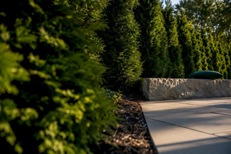 Arborvitae screen creating backyard privacy